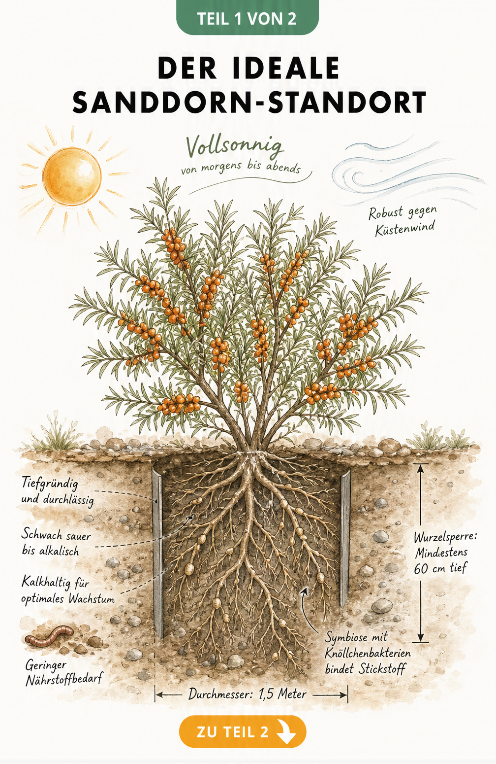 Querschnitt-Illustration eines Sanddornstrauchs mit Wurzelwerk, Bodenstruktur und Hinweisen zu Lichtbedarf und Wurzelsperre