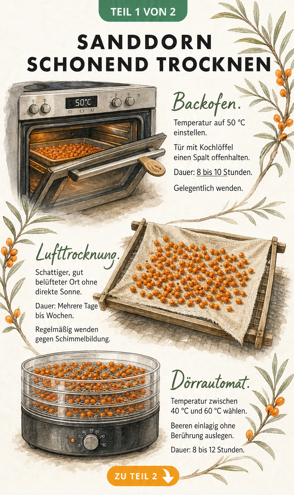 Illustration von drei Methoden zum Sanddorn trocknen: Backofen, Lufttrocknung und Dörrautomat