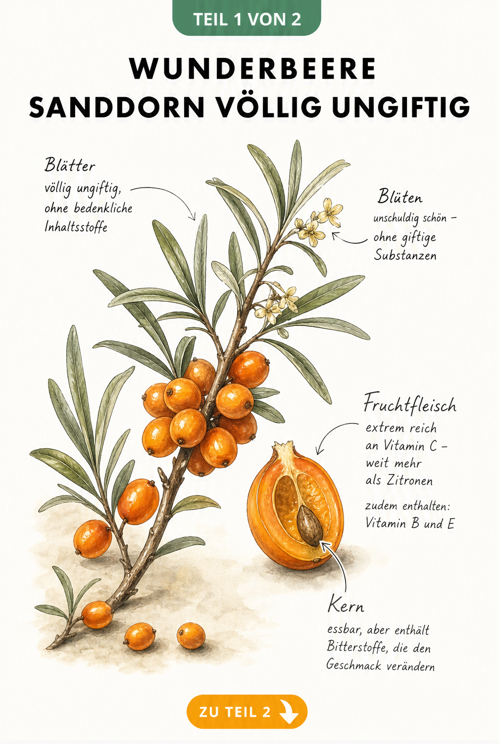 Botanische Illustration eines Sanddornzweigs mit Beeren, Blättern und Blüten, die auf die Ungiftigkeit und den hohen Vitamin-C-Gehalt hinweist.