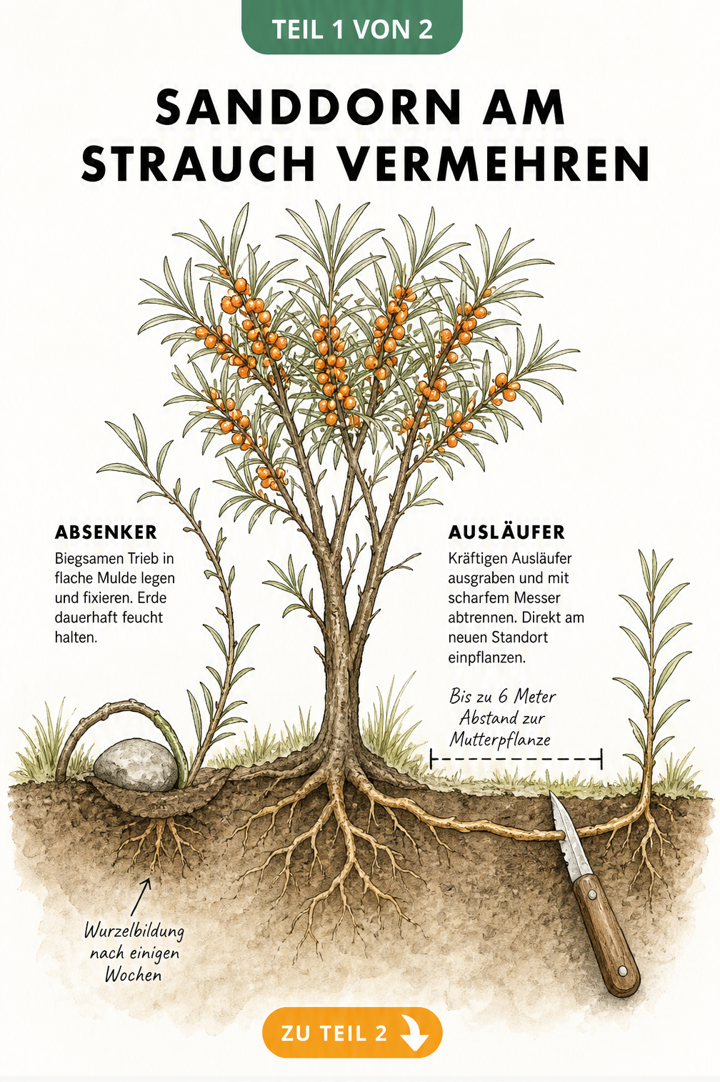 Botanische Illustration der Sanddorn-Vermehrung durch Absenker und Ausläufer direkt am Strauch