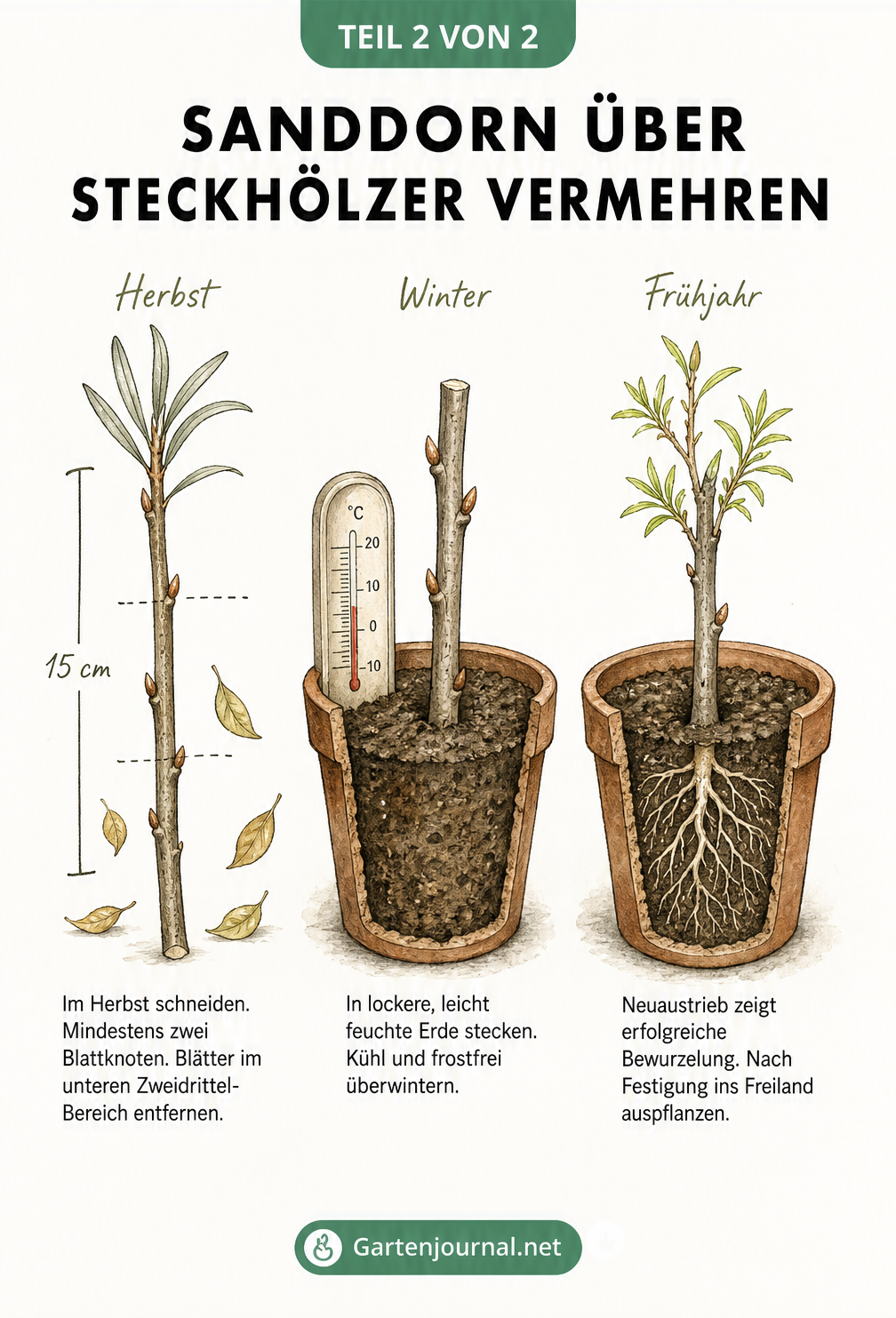 Chronologische Skizze zur Sanddorn-Vermehrung über Steckhölzer von Herbst bis Frühjahr