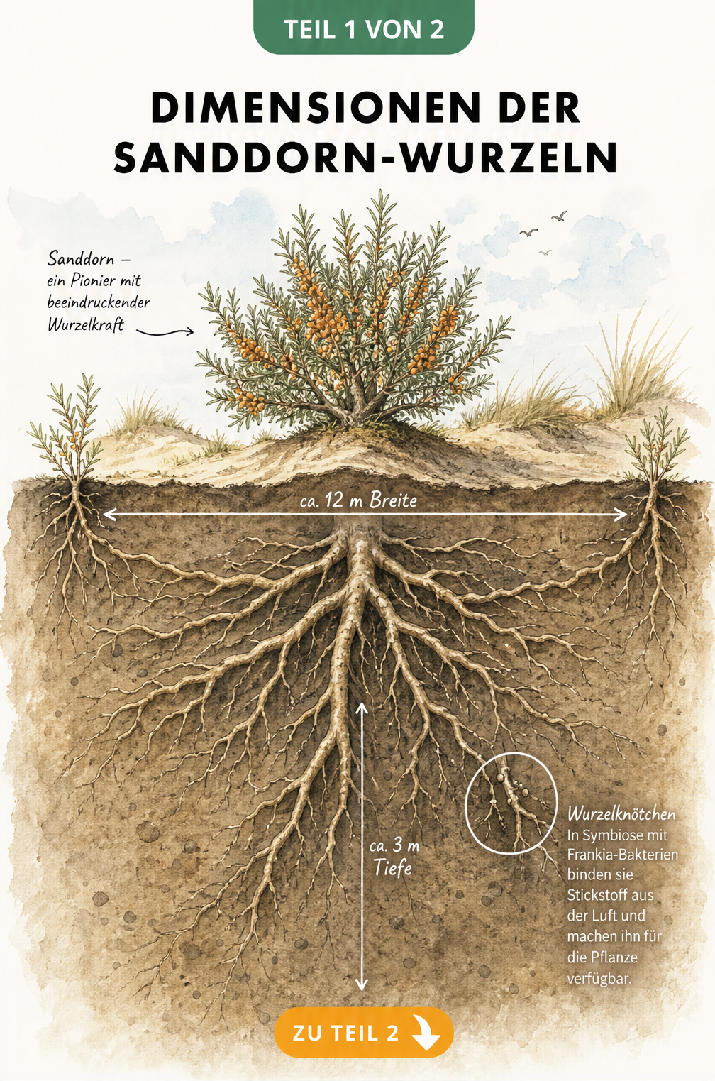 Botanische Lehrtafel zeigt das weitreichende Wurzelsystem eines Sanddornstrauchs mit 3 Metern Tiefe und 12 Metern Breite