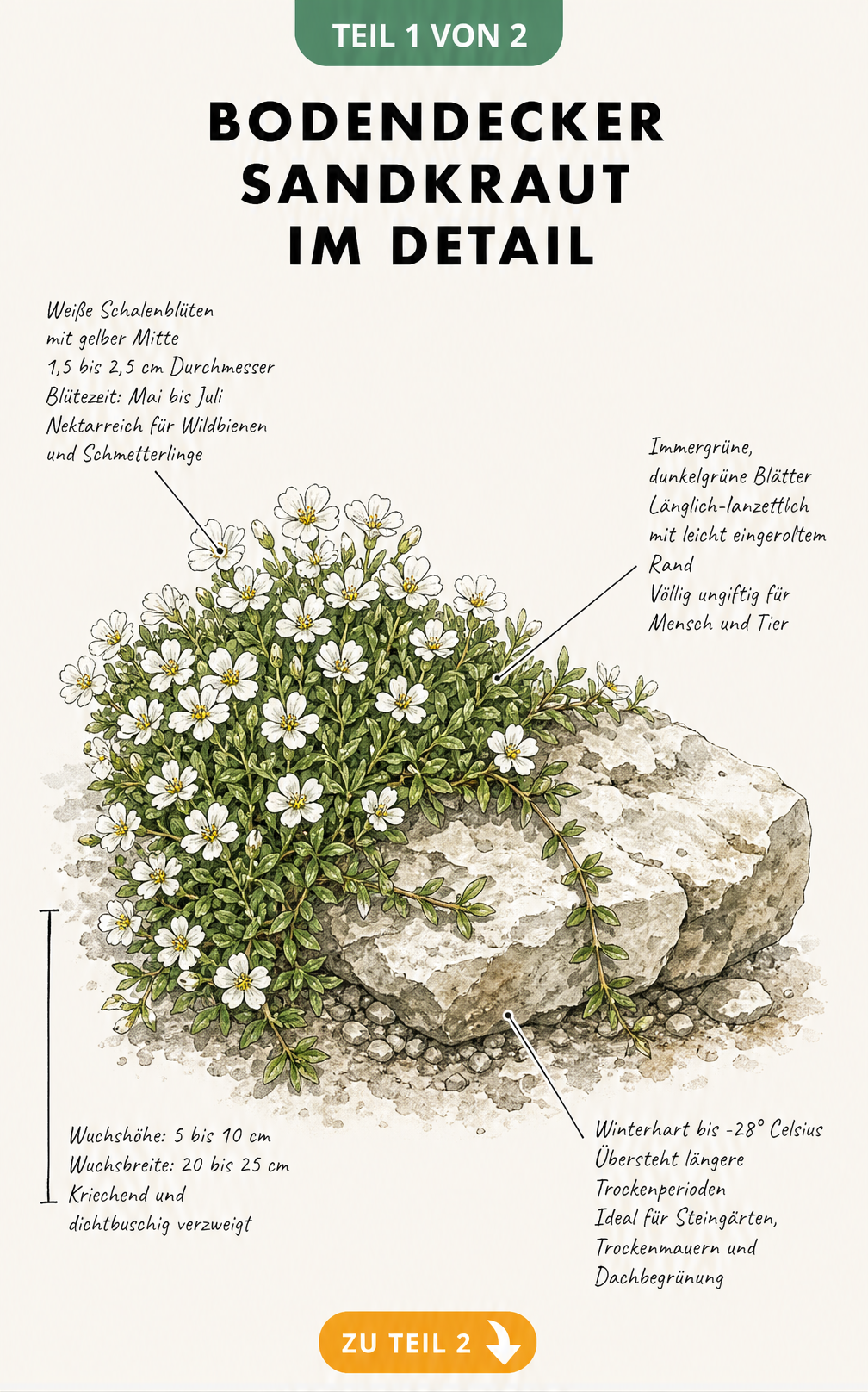 Botanische Illustration des Sandkrauts mit Details zu Blüten, Blättern, Wuchshöhe und Winterhärte