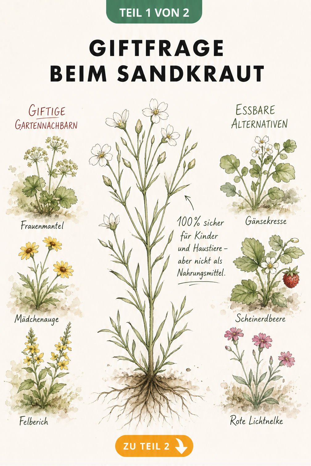 Botanische Illustration von Sandkraut mit Wurzeln und Blüten, umgeben von giftigen Gartennachbarn und essbaren Alternativen