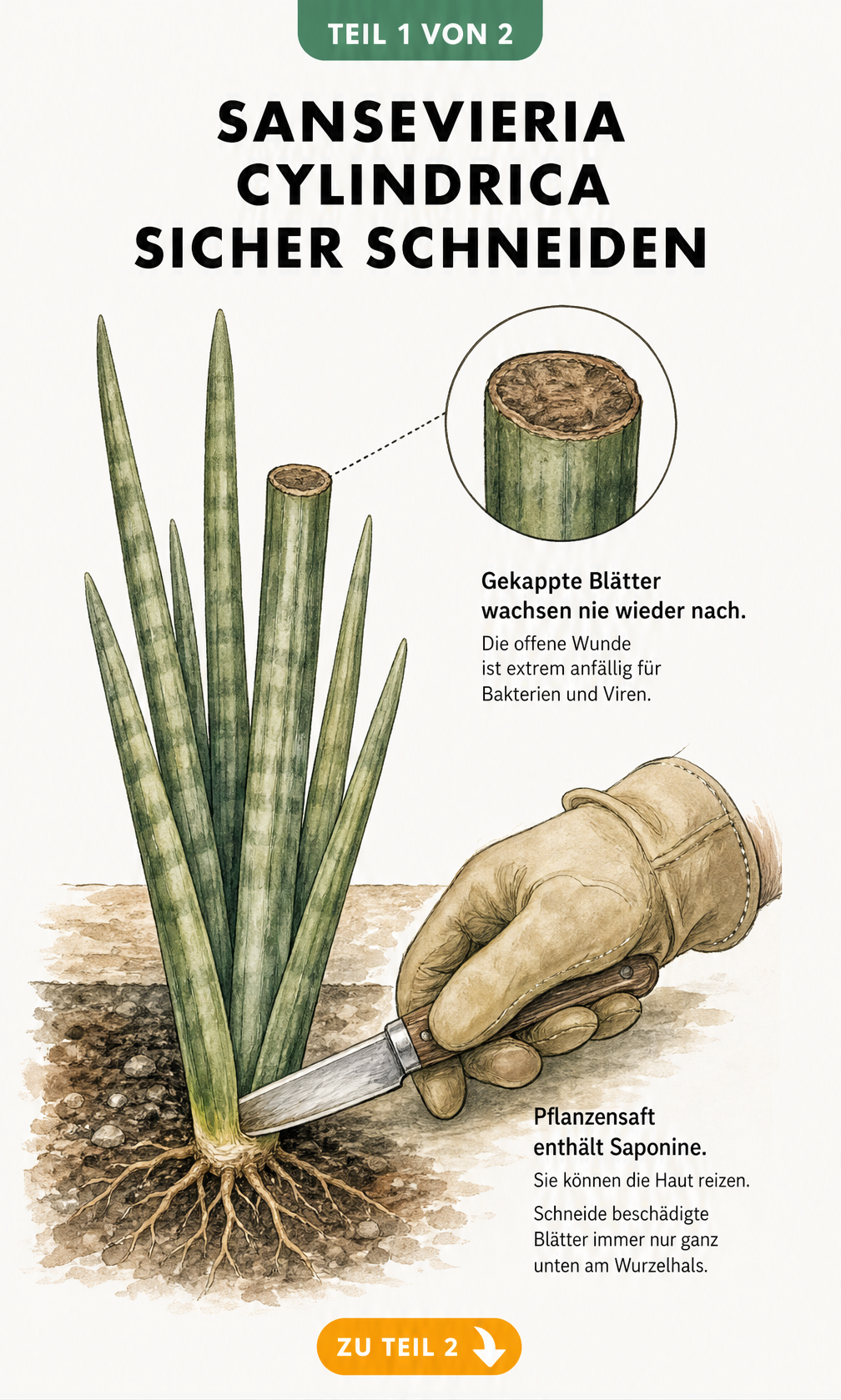 Botanische Illustration einer Sansevieria cylindrica, die zeigt, warum man Blätter nicht kappen sollte und wie man sie richtig an der Basis abschneidet.
