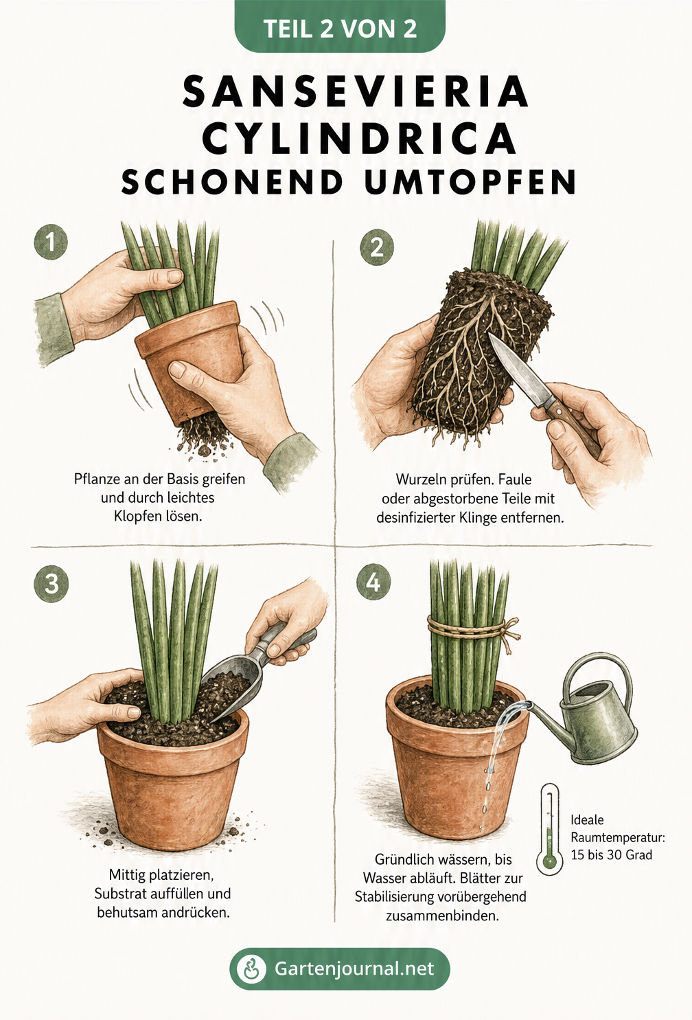 Vier Schritte zum schonenden Umtopfen der Sansevieria cylindrica: Pflanze lösen, Wurzeln prüfen, mittig einsetzen und wässern.