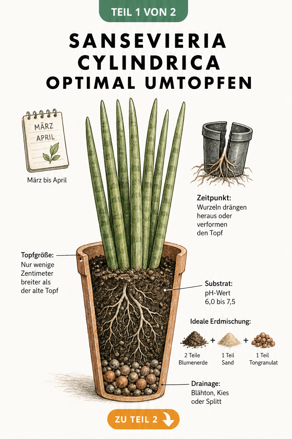 Querschnitt eines Topfes mit Sansevieria cylindrica, der die optimale Schichtung aus Drainage und Substrat sowie den idealen Umtopf-Zeitpunkt zeigt.