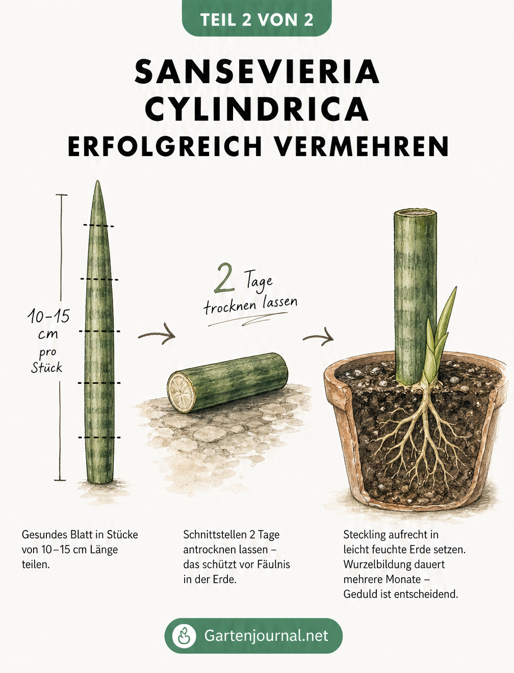 Illustration der Vermehrung einer Sansevieria cylindrica durch Blattstecklinge, vom Schneiden über das Trocknen bis zur Wurzelbildung.