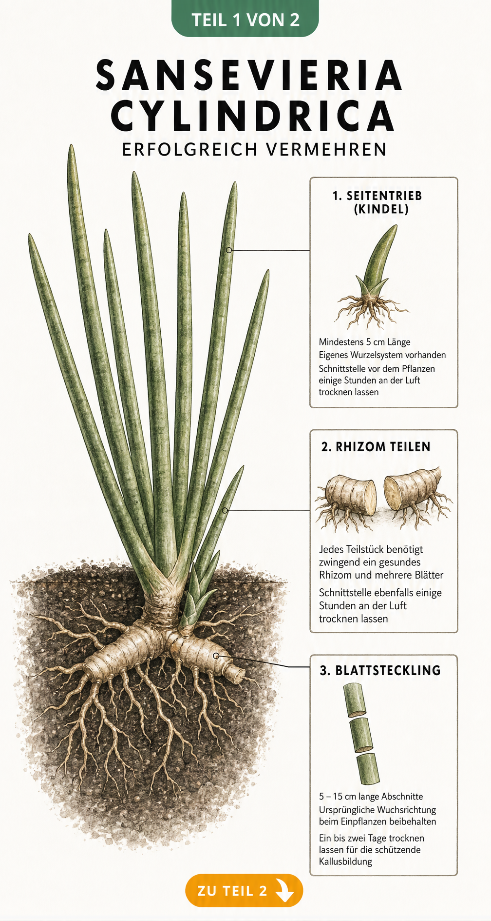 Botanische Illustration einer Sansevieria cylindrica im Querschnitt mit Erklärungen zur Vermehrung durch Kindel, Rhizomteilung und Blattstecklinge