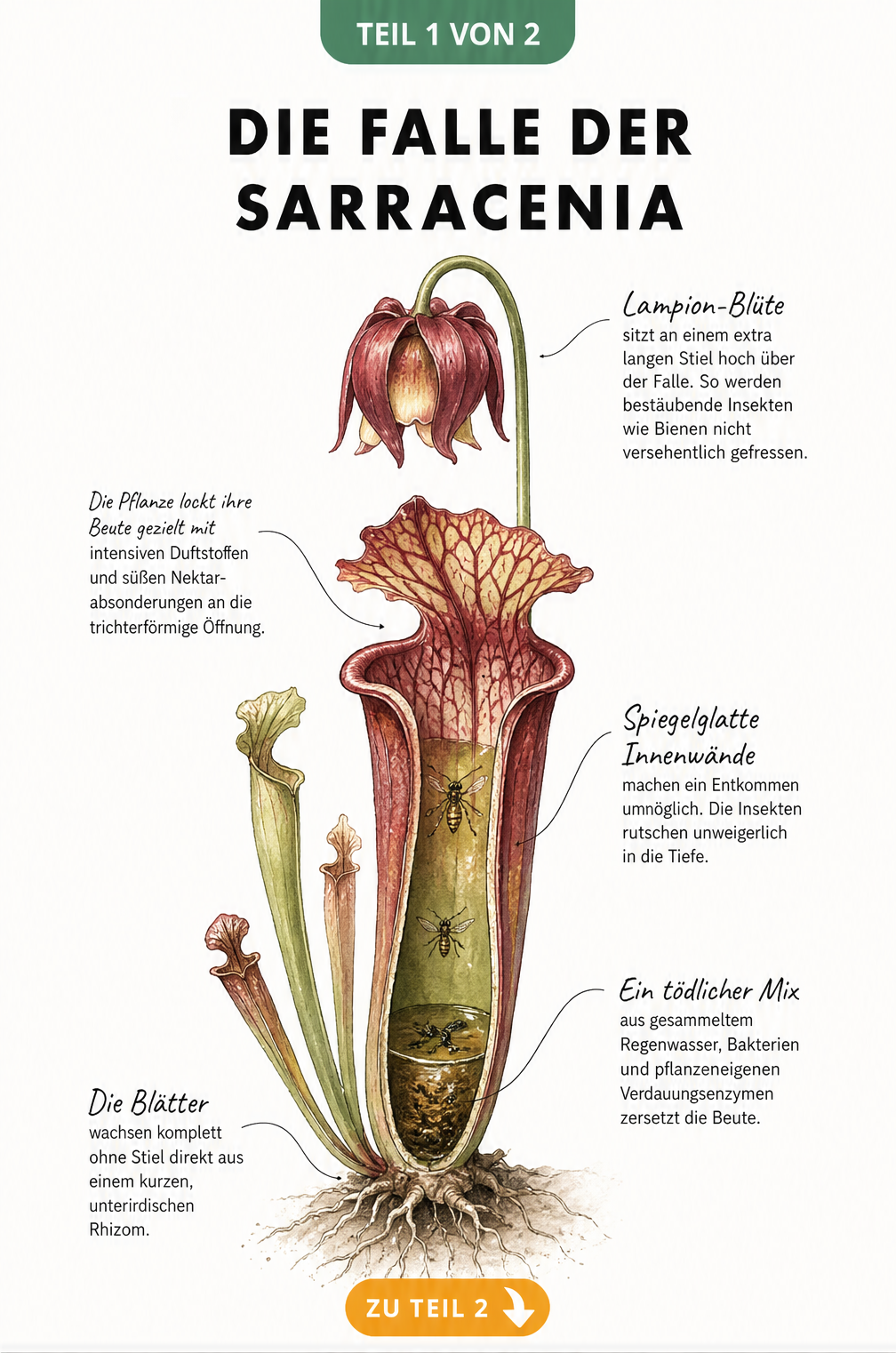 Illustration einer aufgeschnittenen Sarracenia-Falle mit Blüte, die den Fangmechanismus für Insekten zeigt