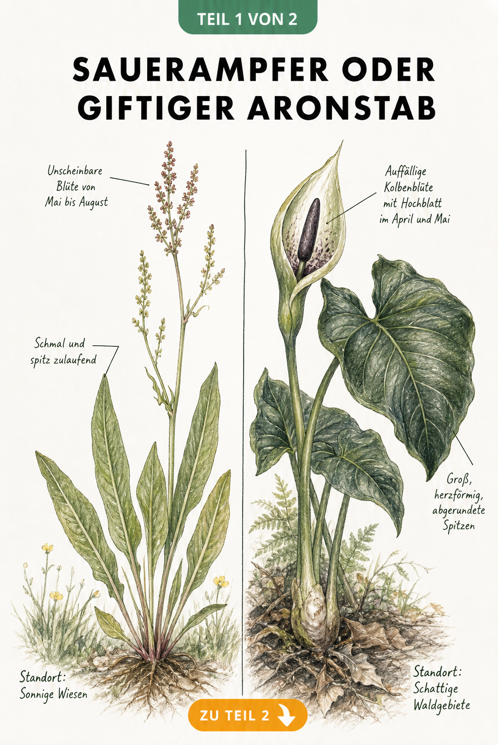 Botanische Illustration: Wiesen-Sauerampfer und giftiger Aronstab im Vergleich mit Unterscheidungsmerkmalen