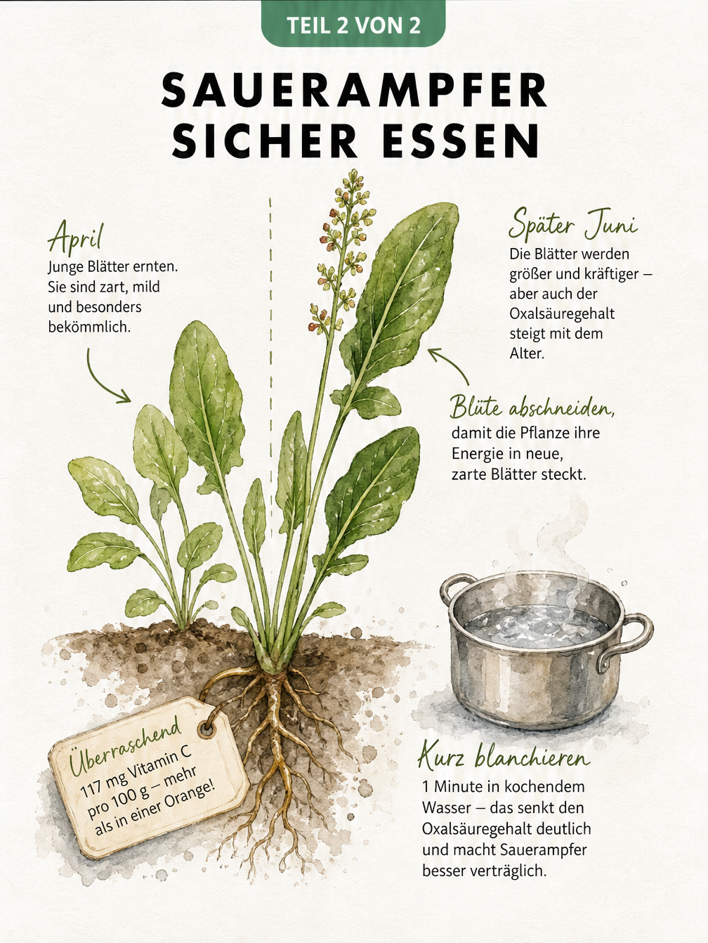 Botanische Zeichnung einer Sauerampferpflanze mit Hinweisen zu Erntezeit, Oxalsäure und Vitamin C