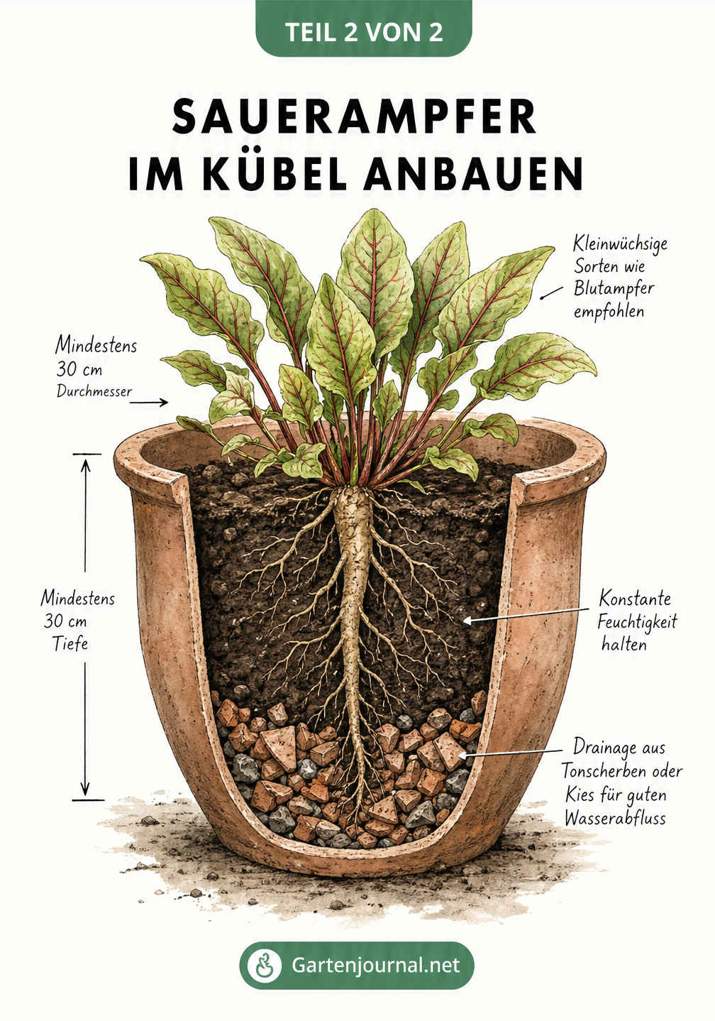 Querschnitt eines Terrakotta-Pflanzkübels mit Blutampfer, der die Drainageschicht und die humusreiche Erde zeigt