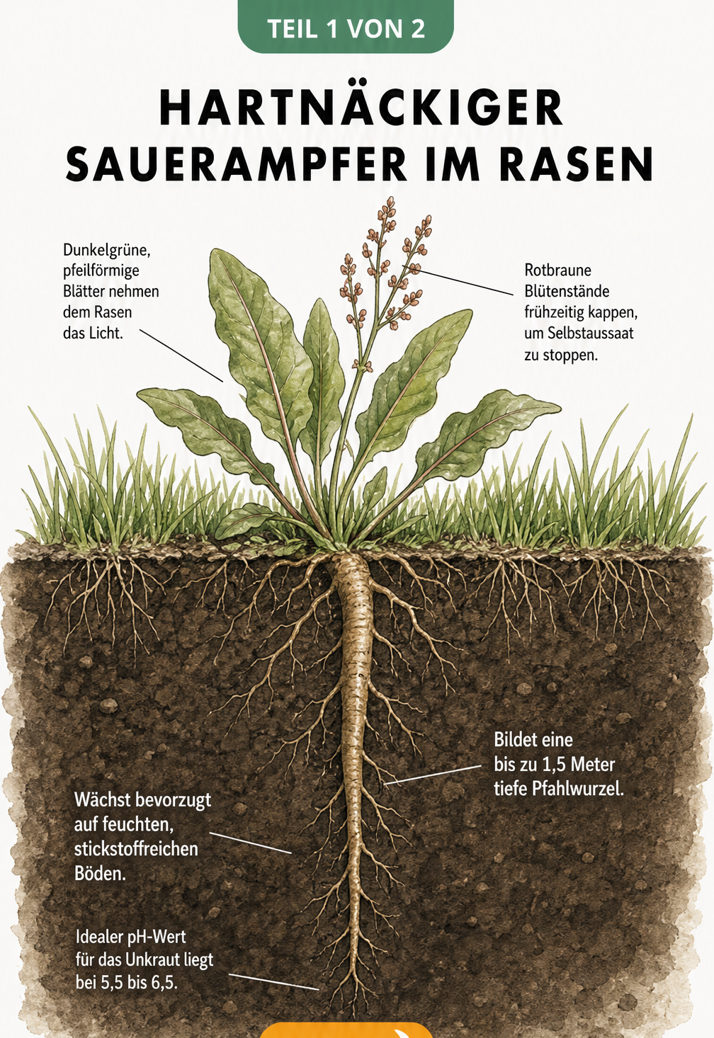 Botanische Querschnitts-Illustration von Sauerampfer im Rasen mit Fokus auf die tiefe Pfahlwurzel und pfeilförmige Blätter