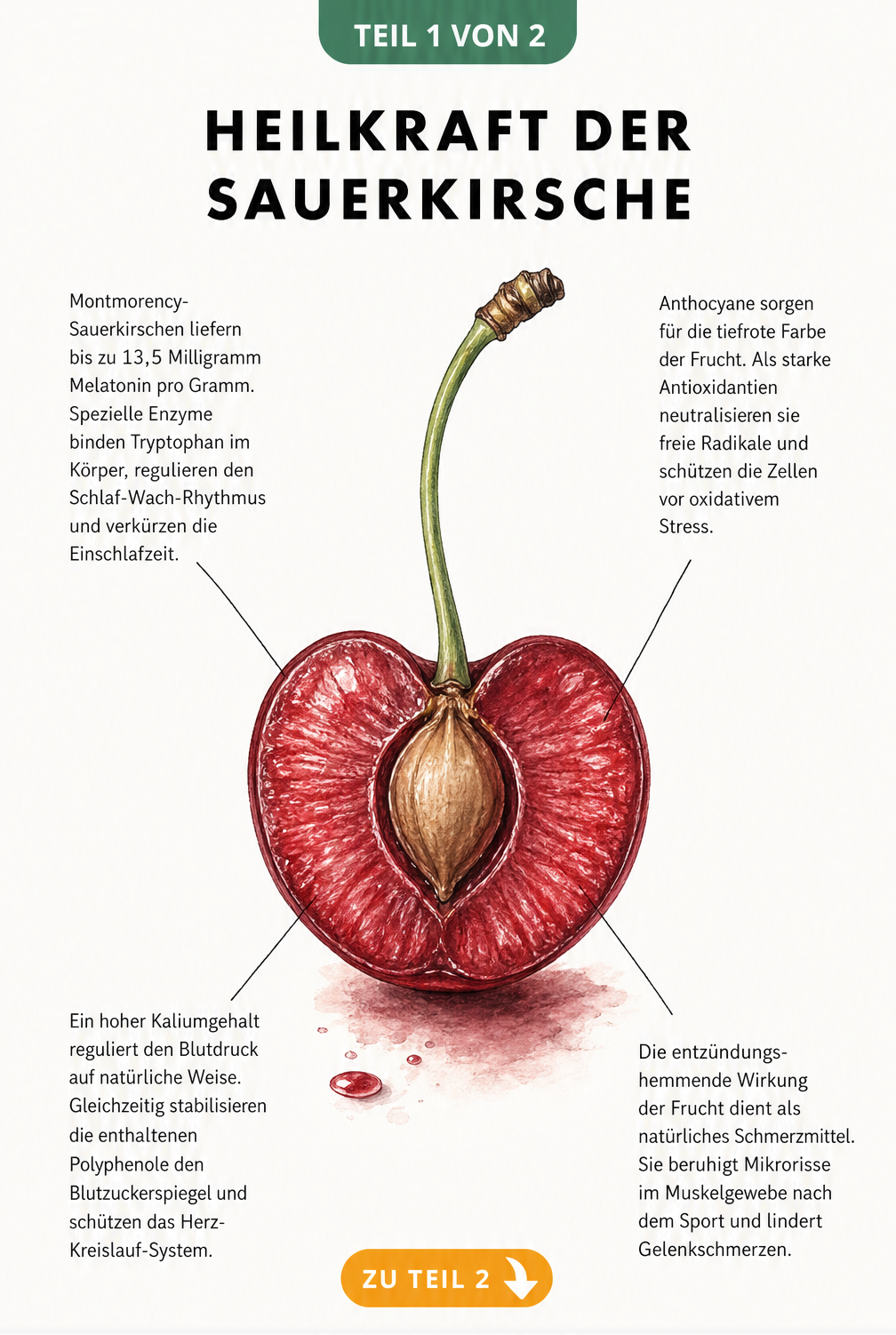 Botanische Illustration einer aufgeschnittenen Sauerkirsche mit Erklärungen zu Melatonin, Anthocyanen, Kalium und entzündungshemmender Wirkung