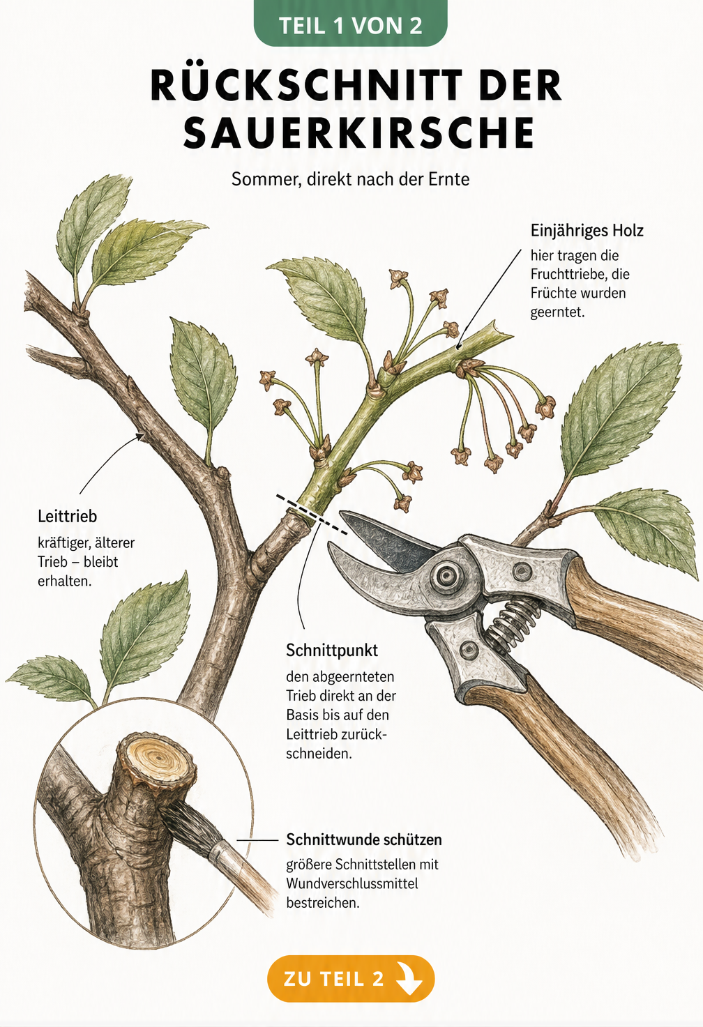 Illustration eines Sauerkirschen-Astes, der nach der Ernte mit einer Gartenschere zurückgeschnitten wird