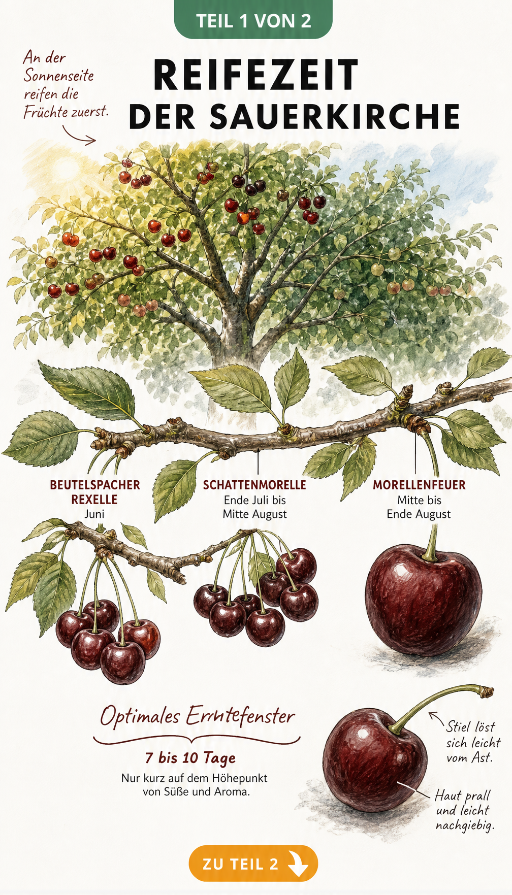 Botanische Illustration eines Sauerkirschbaumes mit Zeitachse zur Reifezeit der Sorten Beutelspacher Rexelle, Schattenmorelle und Morellenfeuer