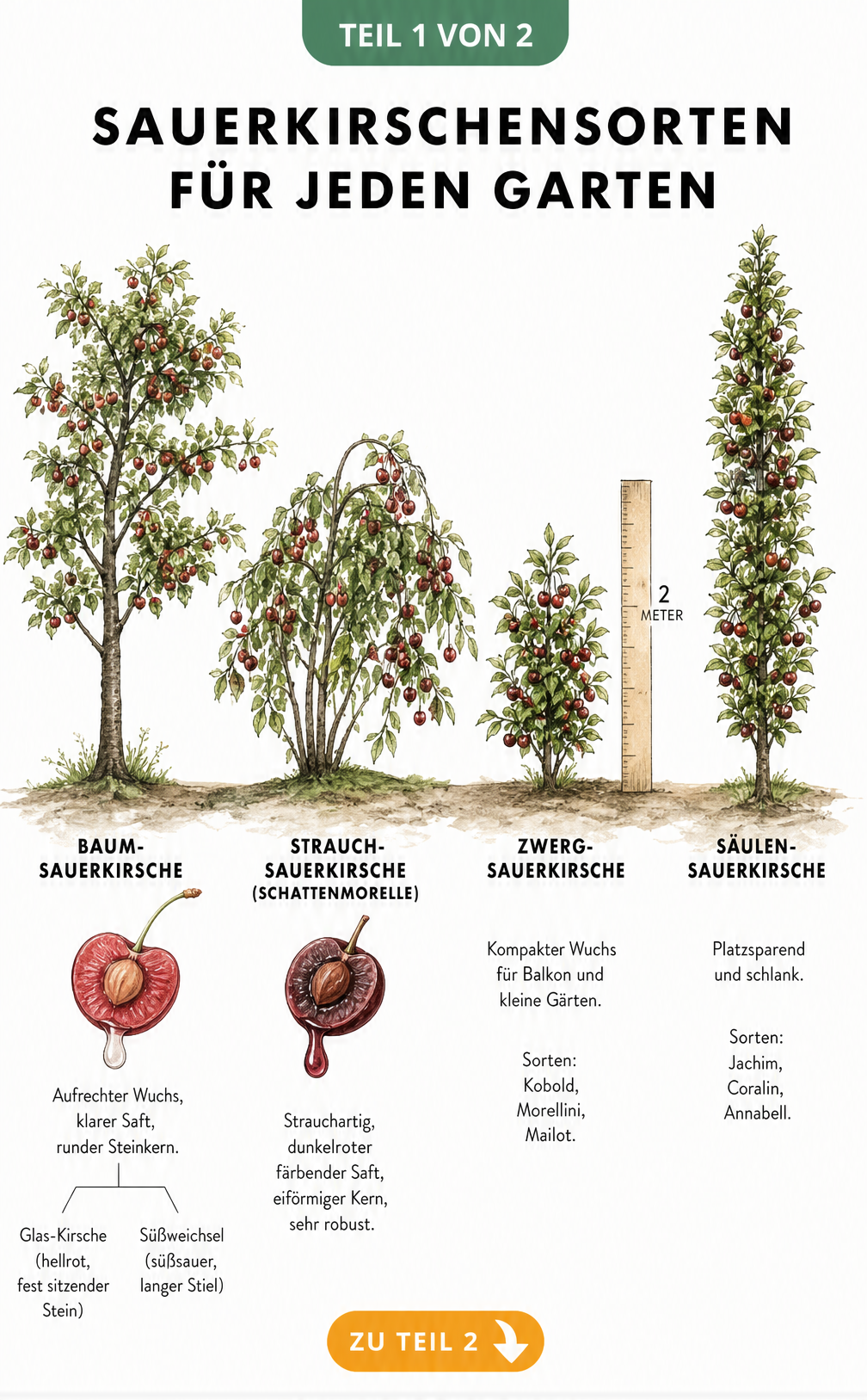 Illustration von vier Sauerkirschen-Wuchsformen: Baum-Sauer-Kirsche, Strauch-Sauer-Kirsche, Zwergsauerkirsche und Säulensauerkirsche mit Details zu Früchten...