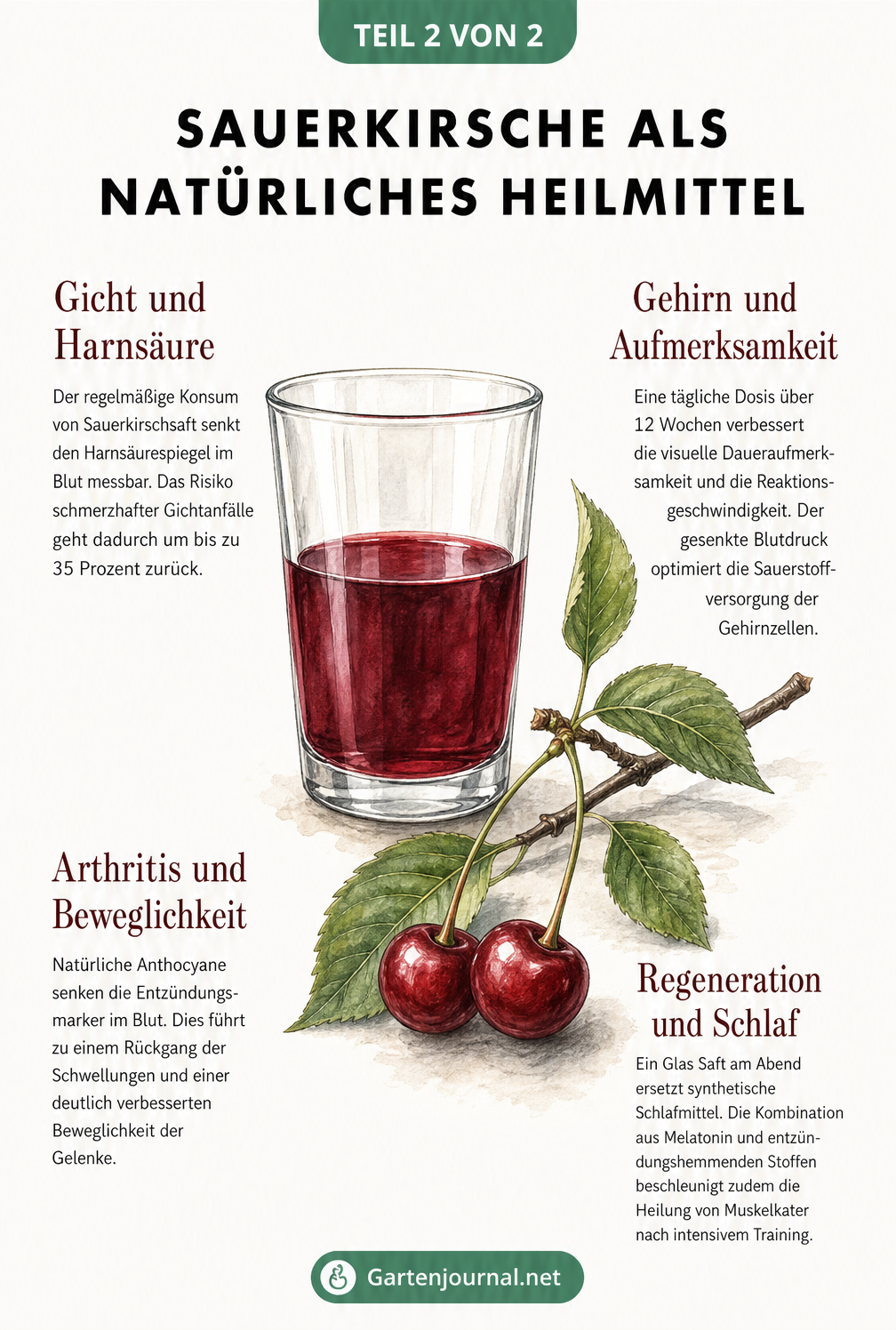 Illustration eines Glases mit Sauerkirschsaft und Kirschzweig mit Fakten zu Gicht, Gehirn, Arthritis und Schlaf