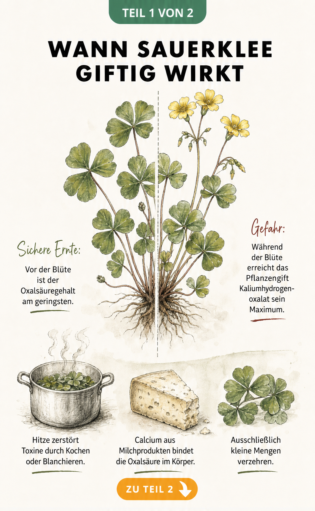 Botanische Illustration einer Sauerklee-Pflanze, die den Unterschied im Oxalsäuregehalt vor und während der Blüte zeigt.