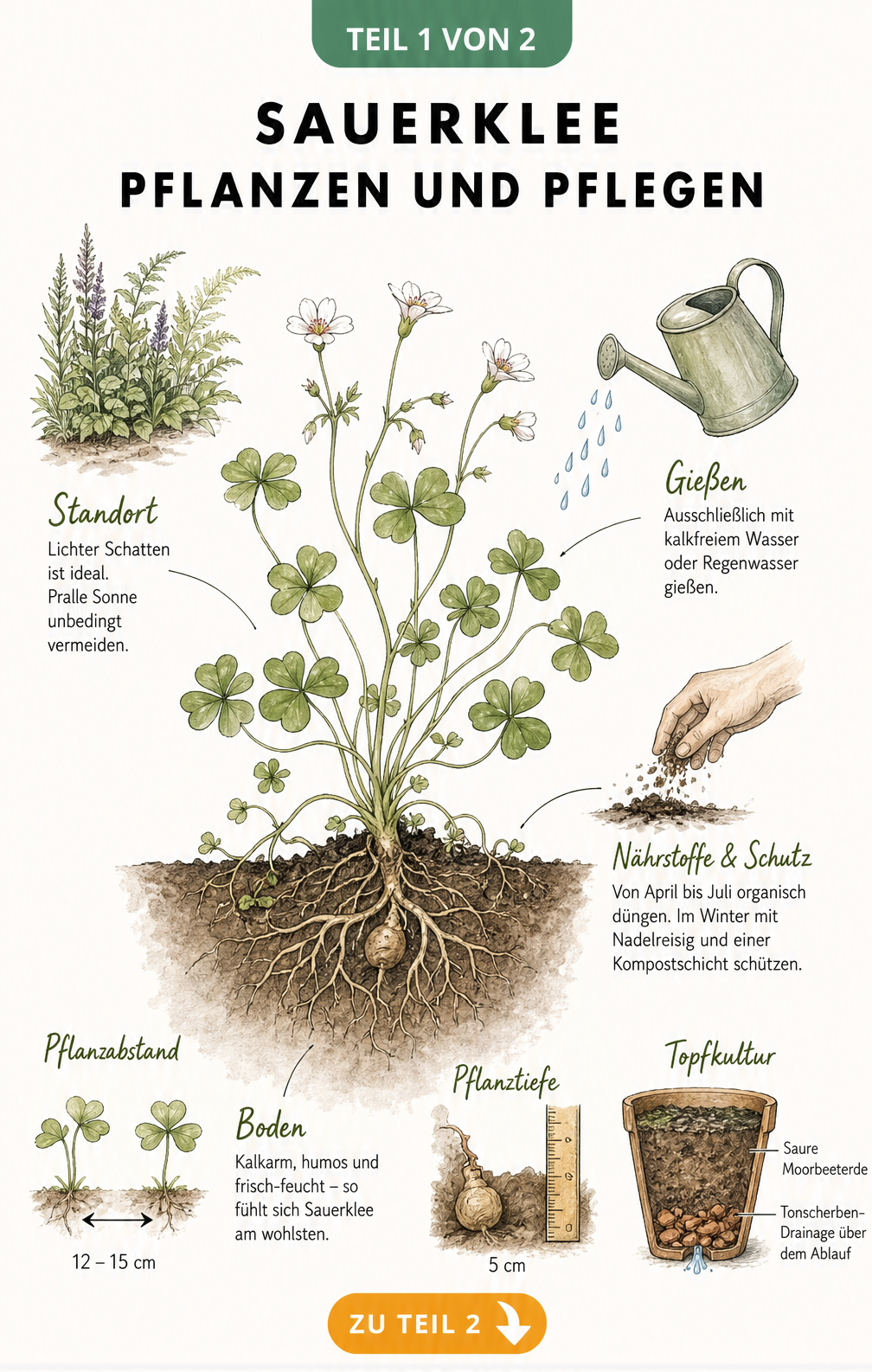 Botanische Illustration einer Sauerklee-Pflanze im Querschnitt mit Wurzeln, Blüten und Pflegehinweisen