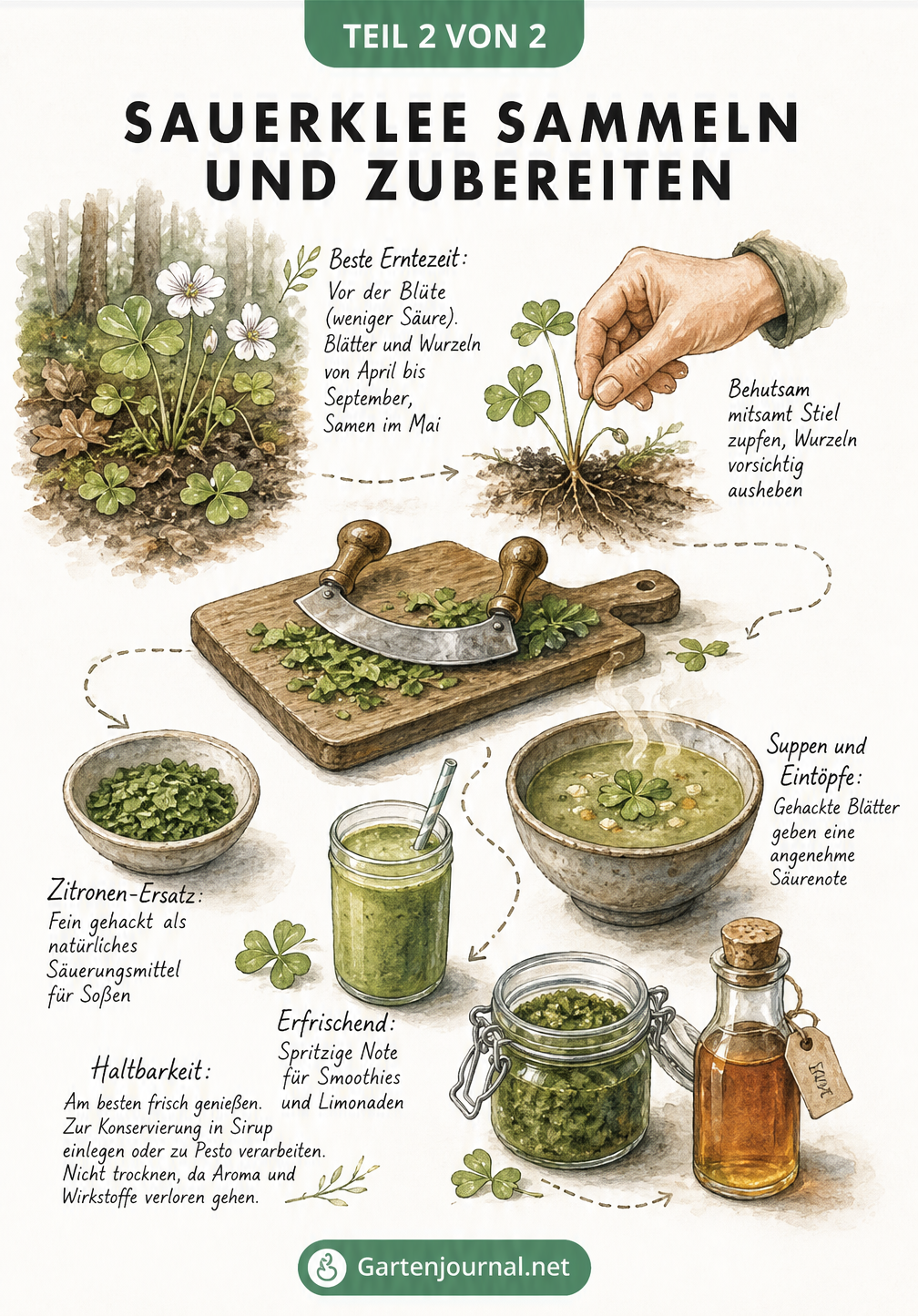 Illustration vom Sammeln des Sauerklees im Wald bis zur Zubereitung auf einem Holzschneidebrett als Pesto, Limonade und Suppenwürze