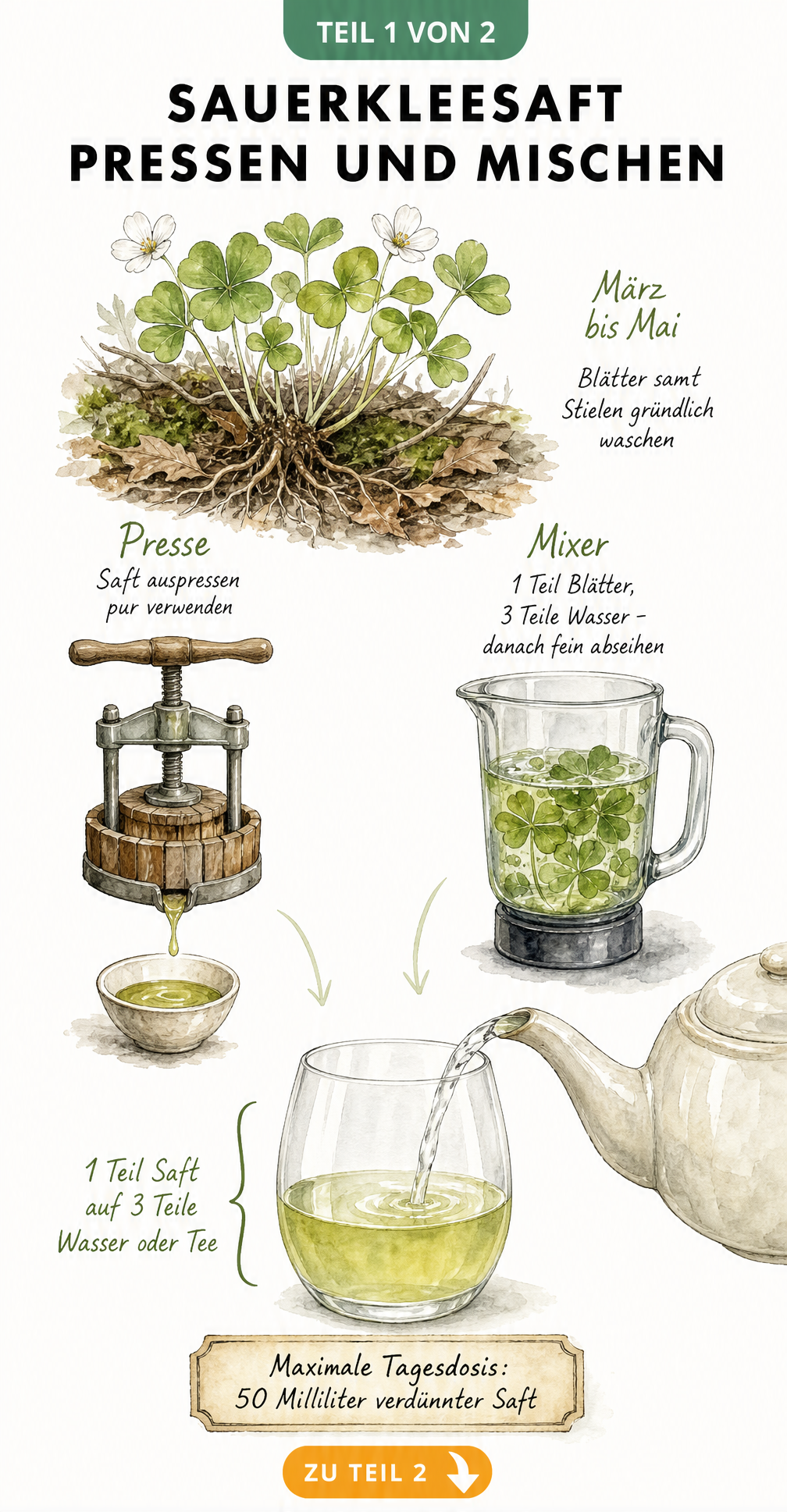 Aquarell-Illustration zur Herstellung von Sauerkleesaft mit Erntezeit, Handpresse, Mixer und Mischverhältnis