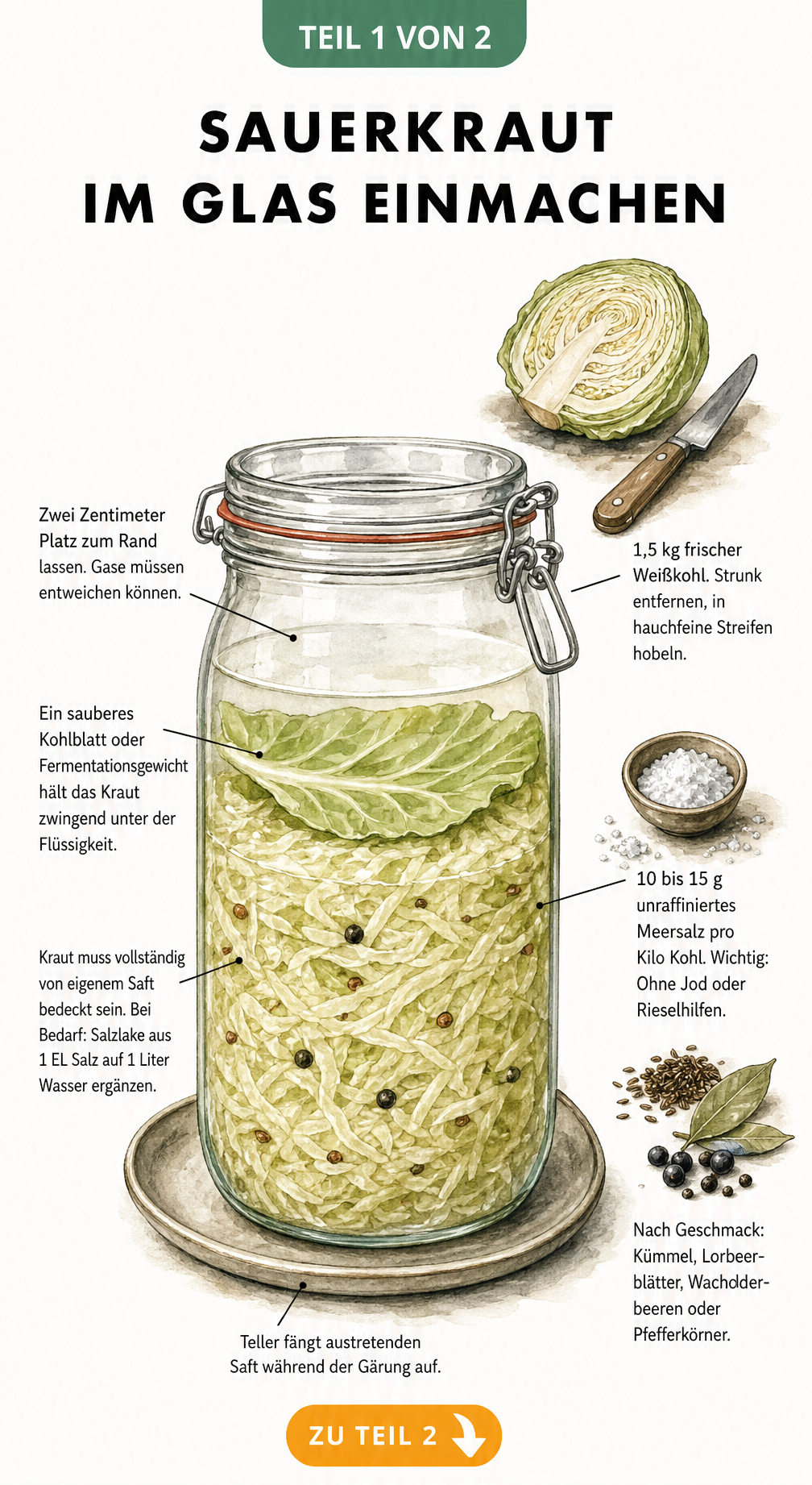 Illustration eines Bügelglases im Querschnitt mit geschichtetem Sauerkraut, Weißkohl, Salz und Gewürzen