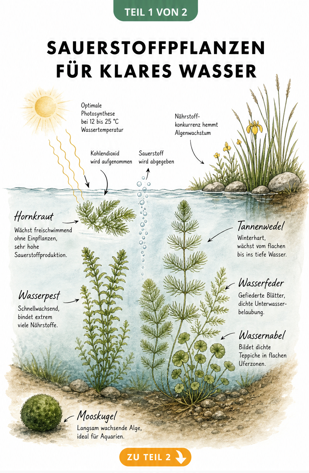 Querschnitt eines Teichs mit fünf Sauerstoffpflanzen wie Hornkraut und Wasserpest sowie Darstellung der Unterwasser-Photosynthese