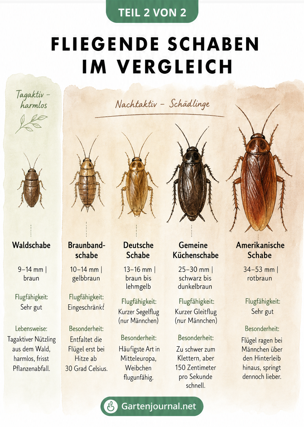 Größenvergleich von fünf Schabenarten: Waldschabe, Braunbandschabe, Deutsche Schabe, Gemeine Küchenschabe und Amerikanische Schabe mit Angaben zur...