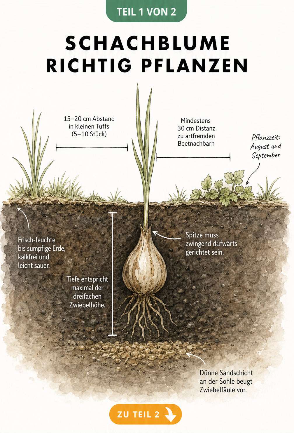 Querschnitt-Illustration einer Schachblumen-Zwiebel in der Erde mit Maßlinien zu Pflanzabstand und Pflanztiefe