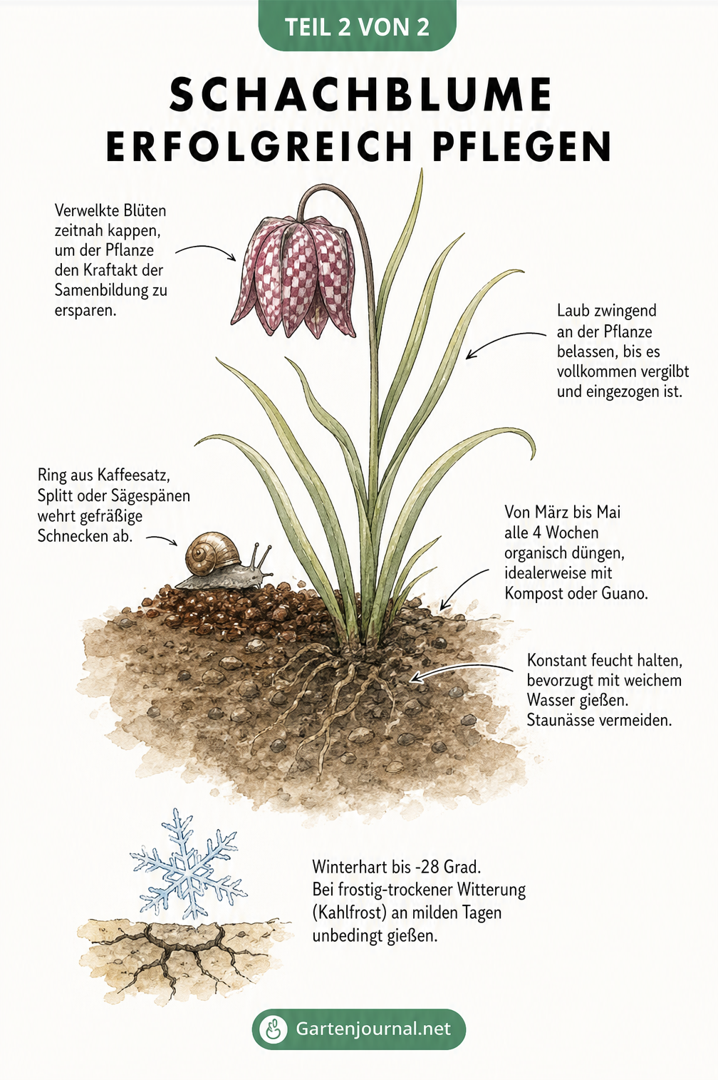 Illustration einer blühenden Schachblume mit Pflegehinweisen zu Gießen, Düngen und Schneckenabwehr
