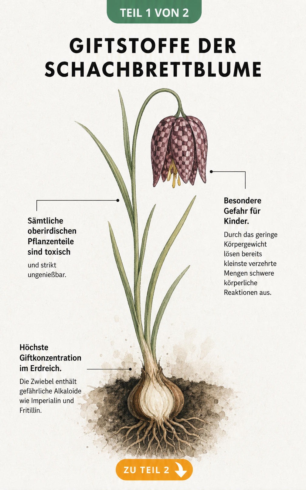 Botanische Illustration der Schachbrettblume mit Hinweisen auf giftige Pflanzenteile wie Zwiebel und Blätter