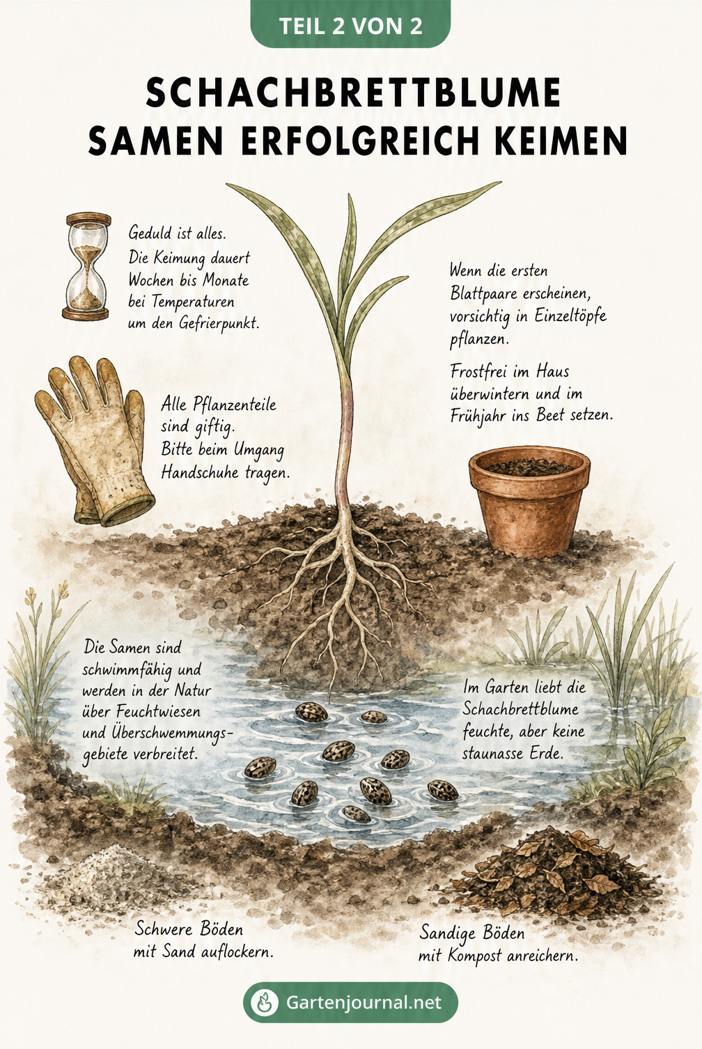 Illustration einer jungen Schachbrettblume mit Wurzelwerk und schwimmenden Samen auf einer Wasserpfütze
