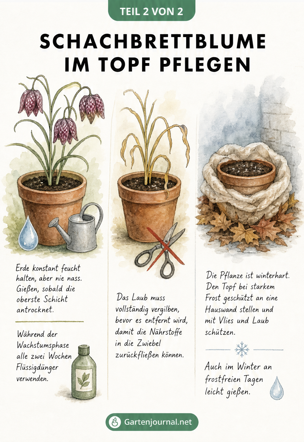Drei Phasen der Schachbrettblumen-Pflege im Topf: Blütezeit mit Gießen, Vergilben der Blätter nach der Blüte und Winterschutz