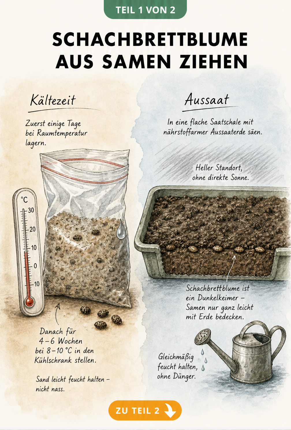 Botanische Skizze zur Stratifikation und Aussaat von Schachbrettblume-Samen mit Thermometer und Saatschale