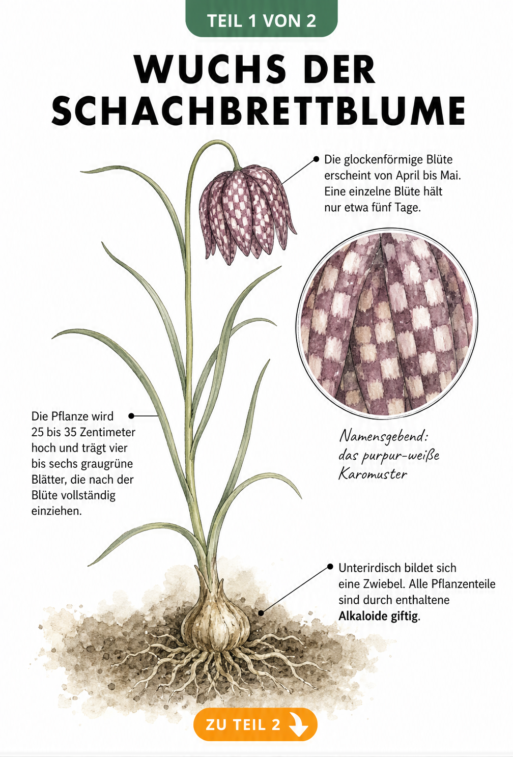 Botanische Illustration der Schachbrettblume mit Zwiebel, Stängel, Blättern und Blüte