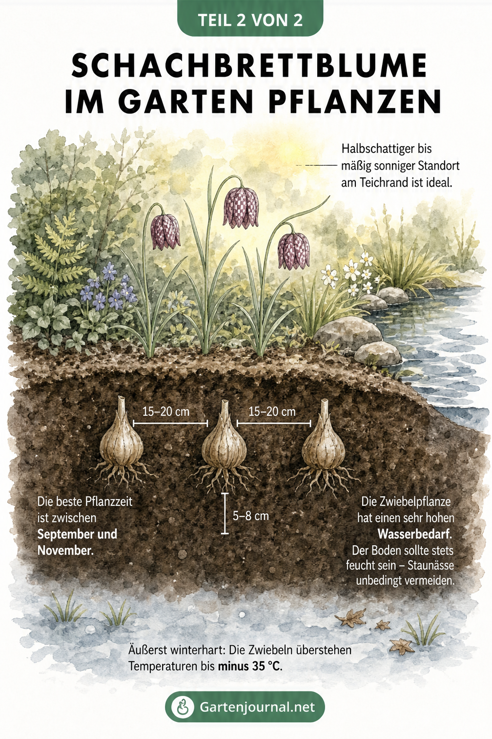 Illustration eines Erdquerschnitts mit drei Schachbrettblumen-Zwiebeln am Teichrand