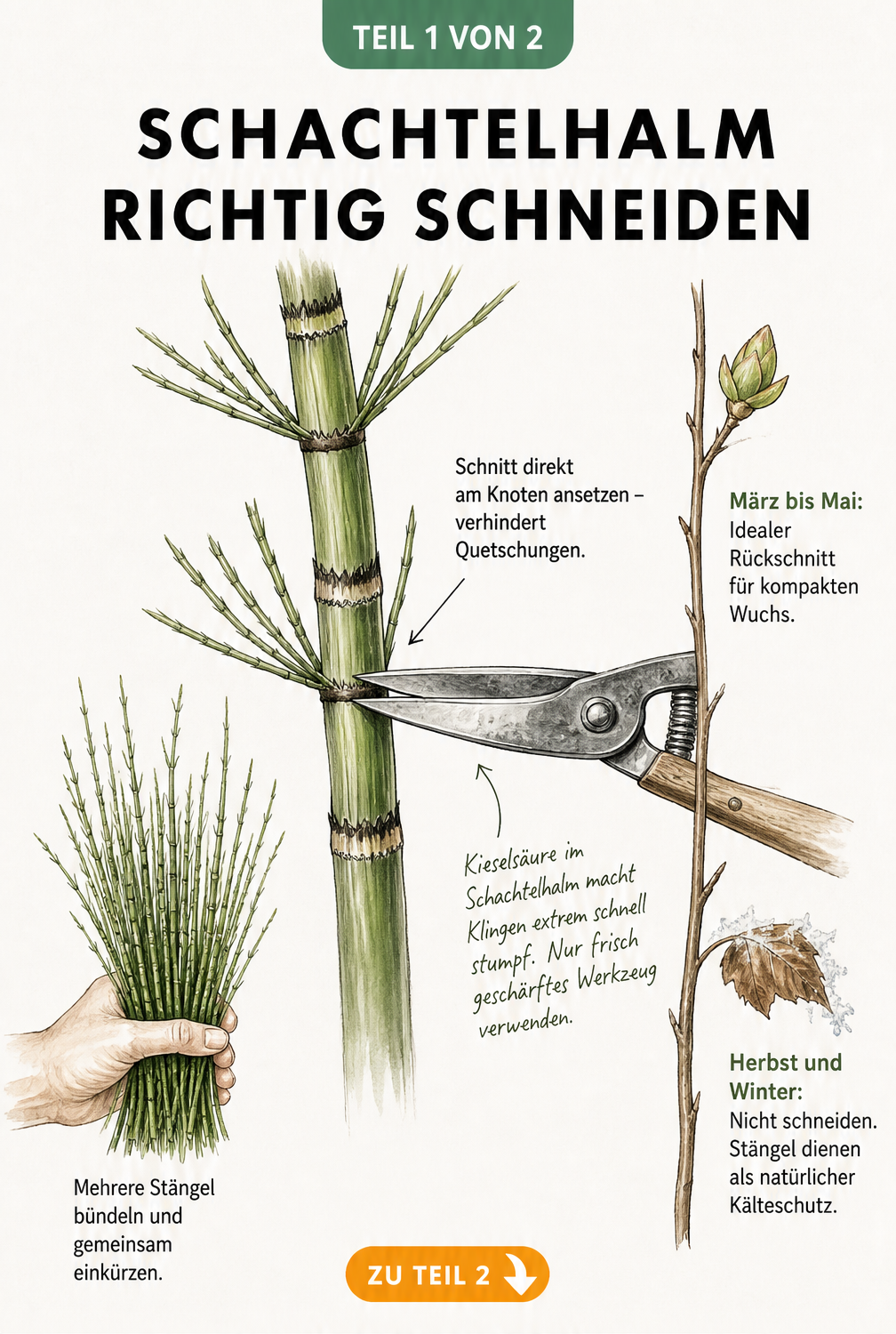 Botanische Illustration eines Schachtelhalm-Stängels mit Gartenschere am Knotenpunkt