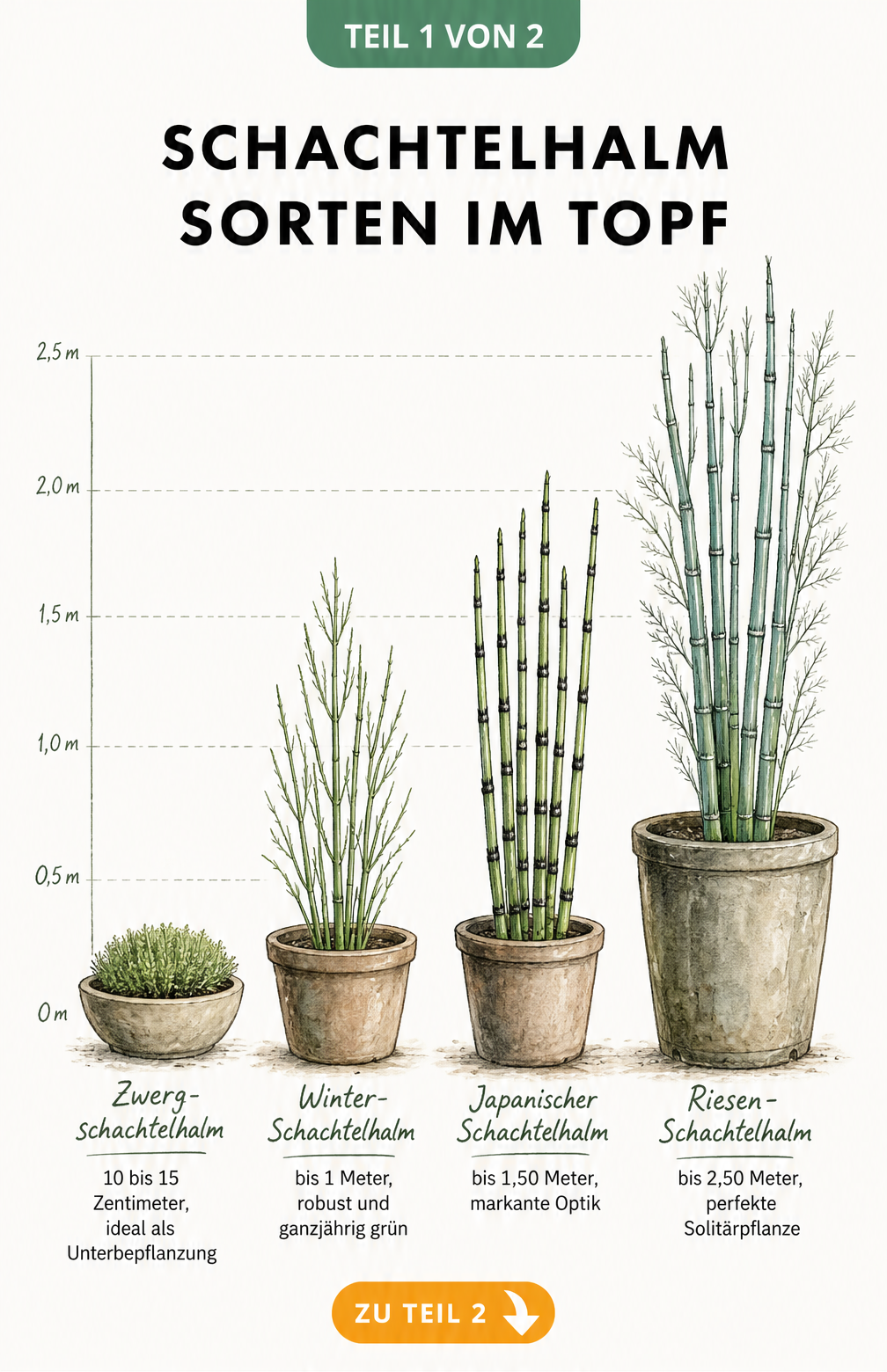 Botanische Illustration von vier Schachtelhalm-Sorten im Topf mit Größenvergleich: Zwergschachtelhalm, Winter-Schachtelhalm, Japanischer Schachtelhalm und...