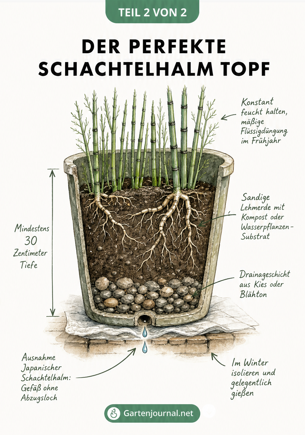 Schnittzeichnung eines bepflanzten Topfes mit Schachtelhalm, die Drainageschicht, Substrat, Rhizom-Wurzelwerk und Pflegehinweise zeigt.