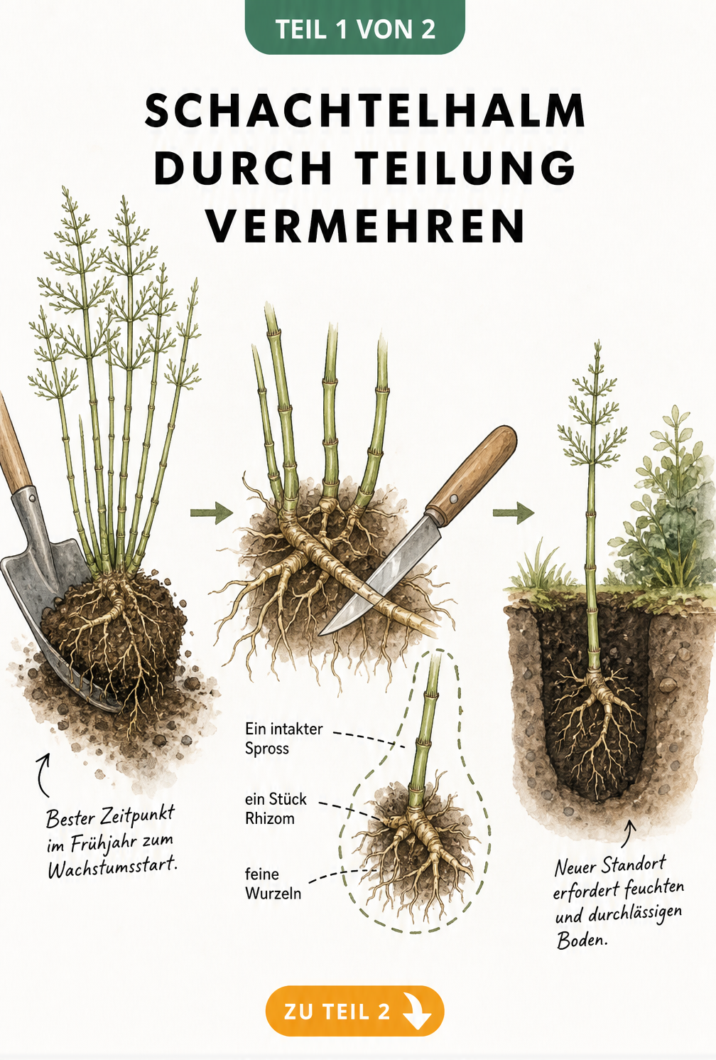 Botanische Illustration der Schachtelhalm-Teilung im Frühjahr mit Spaten und Wurzelballen