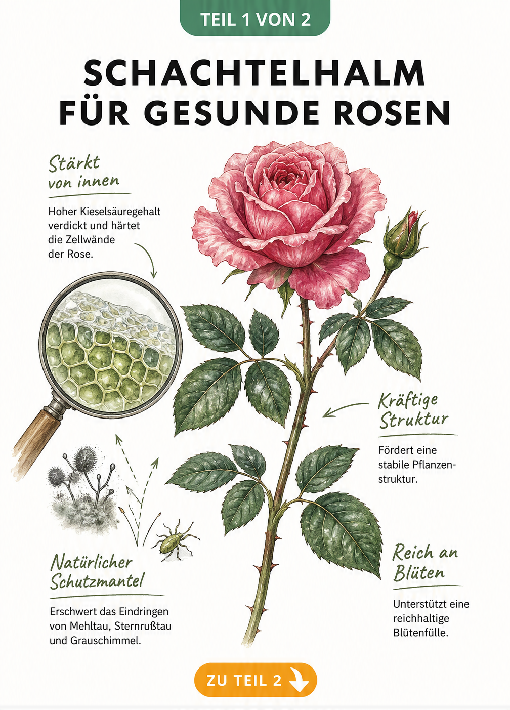 Botanische Illustration eines Rosenzweigs, die zeigt, wie Kieselsäure aus Schachtelhalm die Zellwände stärkt und Pilzsporen abwehrt.