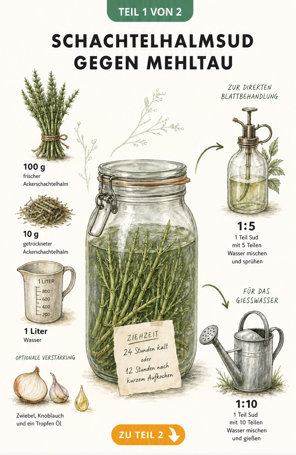 Illustration der Zutaten und Zubereitung von Schachtelhalmsud gegen Mehltau mit Einmachglas, Ackerschachtelhalm und Sprühflasche
