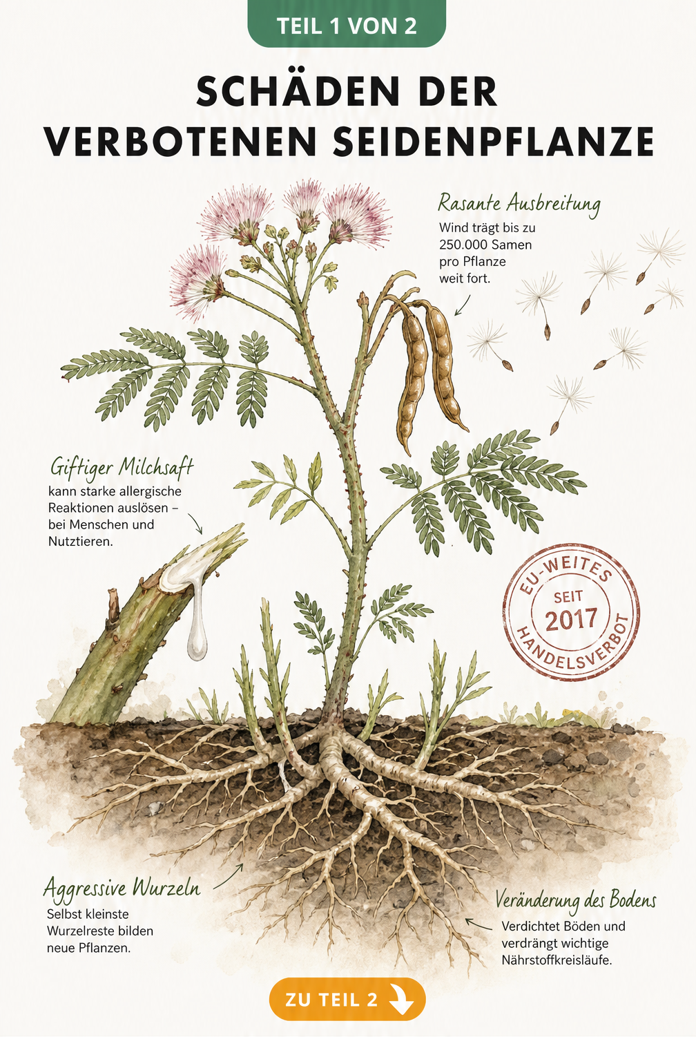 Botanische Illustration der Seidenpflanze mit Wurzelquerschnitt und Hinweisen zu toxischem Milchsaft und aggressiven Rhizomen