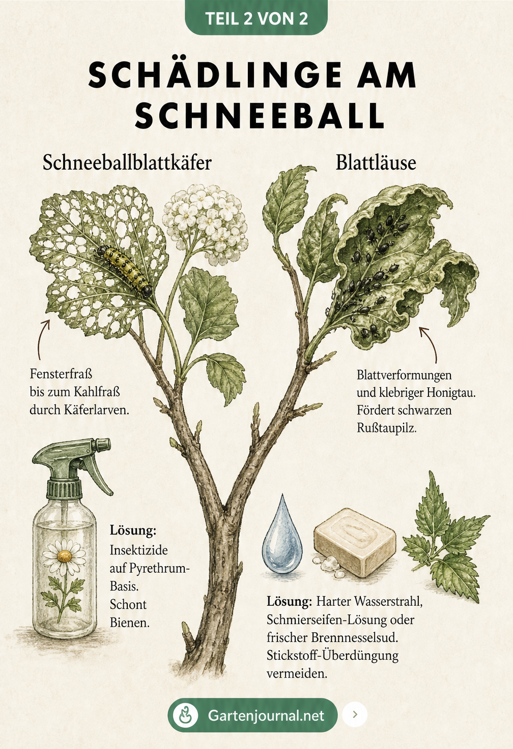 Übersicht der Schädlinge am Schneeball: Schneeballblattkäfer und Blattläuse mit passenden Bekämpfungsmethoden