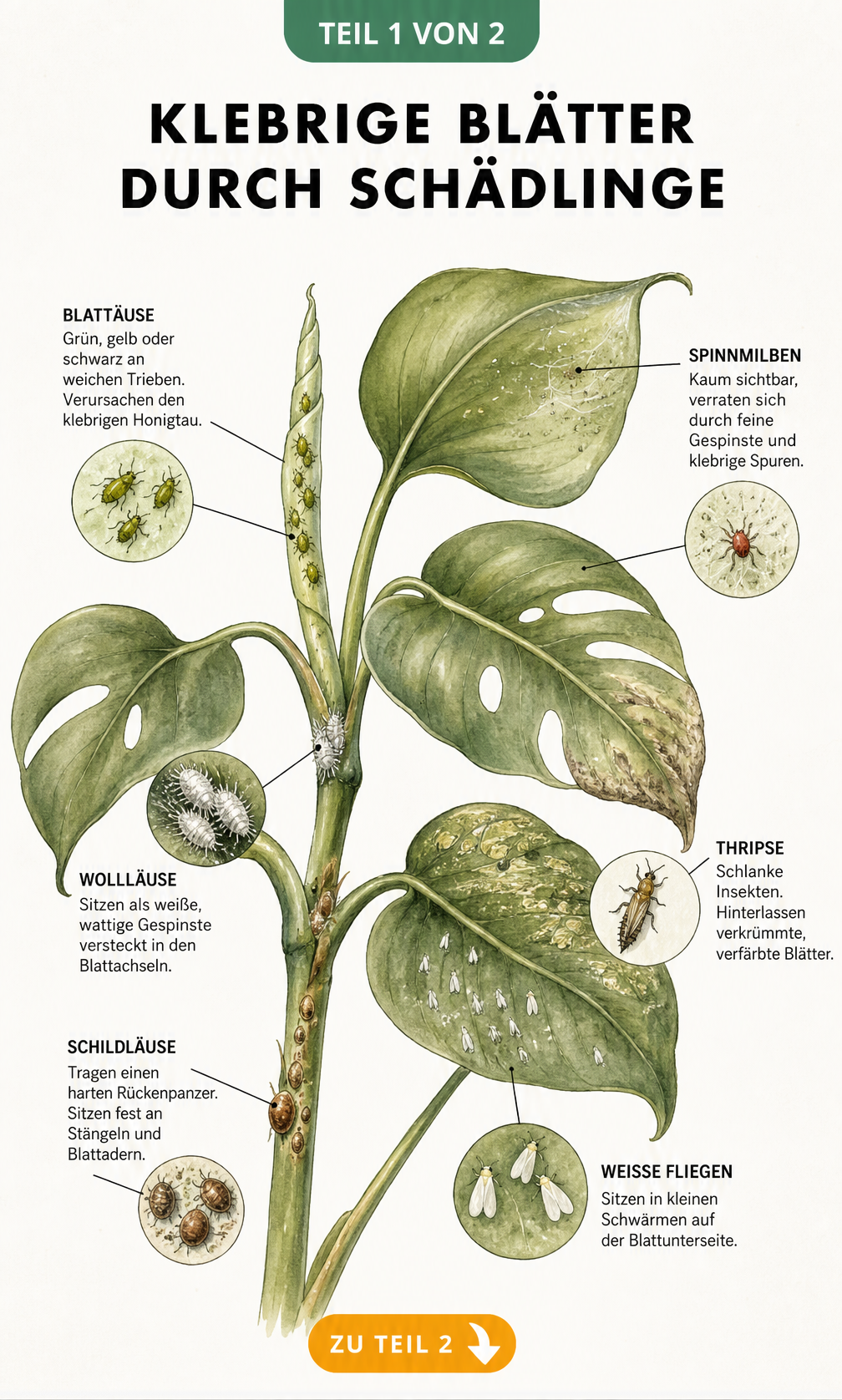 Botanische Illustration eines Zimmerpflanzen-Triebes mit sechs häufigen Schädlingen wie Blattläusen und Spinnmilben, die klebrige Blätter verursachen.
