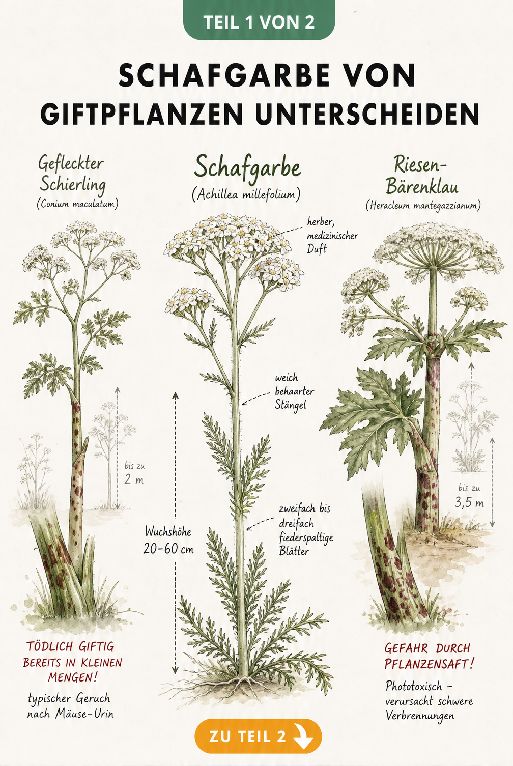Illustration der Gewöhnlichen Schafgarbe im Vergleich zu den giftigen Doppelgängern Gefleckter Schierling und Riesen-Bärenklau