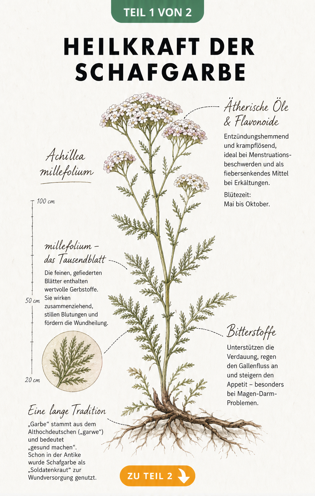 Botanische Illustration der Schafgarbe mit Wurzel, Stängel, Blättern und Blüten sowie deren jeweiligen Heilwirkungen.