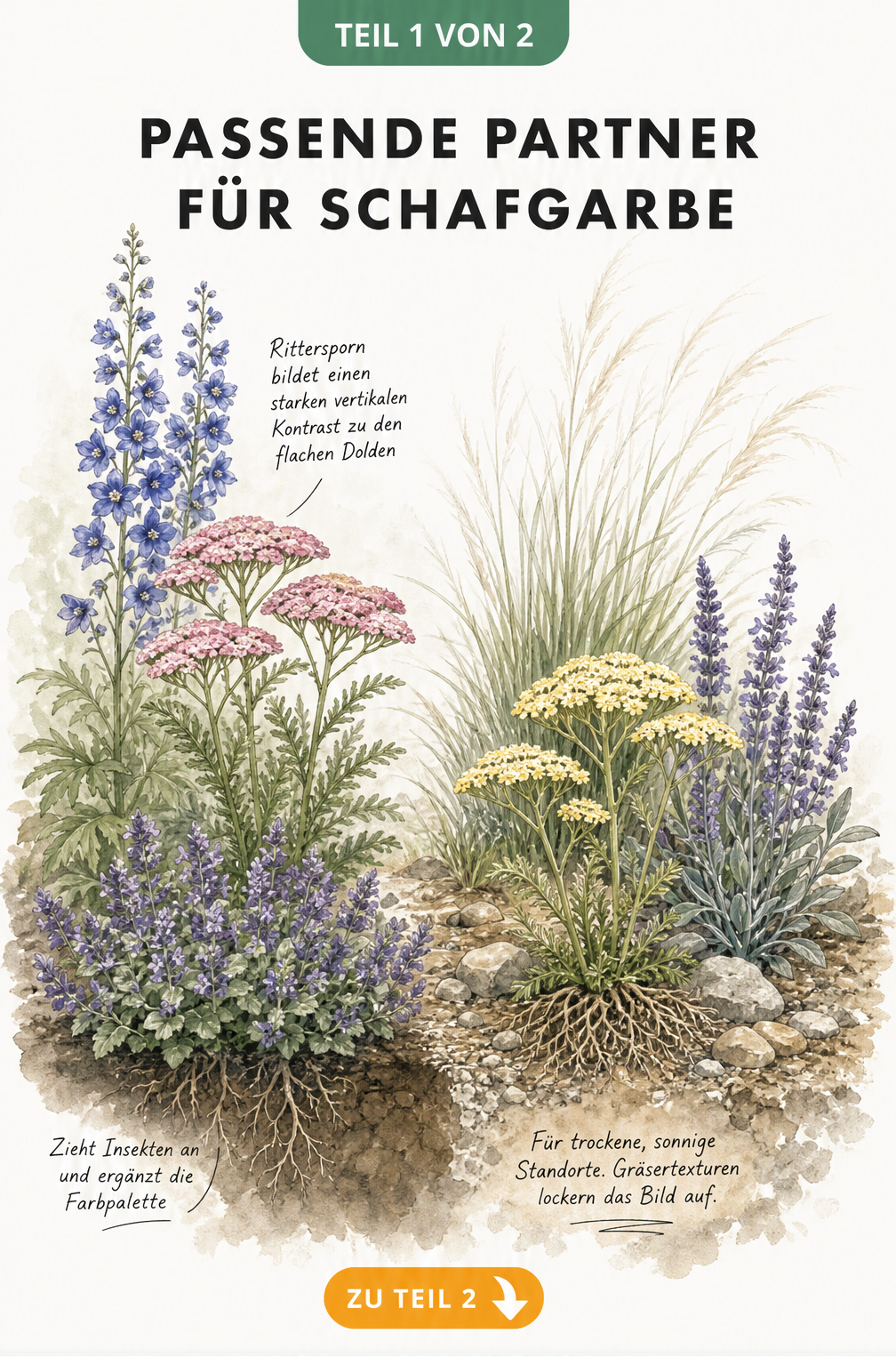 Illustration eines gestuften Gartenbeets mit Schafgarbe, Rittersporn, Katzenminze und Steppen-Salbei